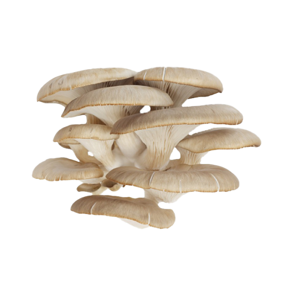 Mushroom Oyster